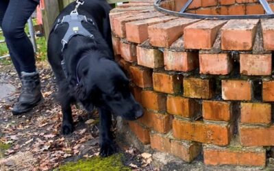 Scentwork Instructor Musings – Being on the Other Side