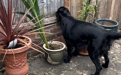 Scent Work Training and The Placing Out of The Hidden Target Scented Articles