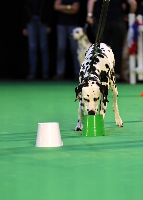 Canine Scent Work, Scent training for Dogs