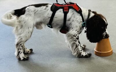 My Dog Sniffs All The Time – Here is Why Doing Structured Scent Work Benefits Your Dog Further
