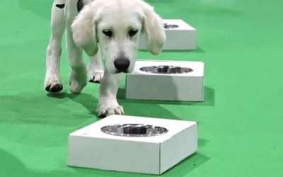 A Nose for Success: Unlocking the Power of Scent in Scent Work for Dogs and the Importance of Nurturing Natural Abilities
