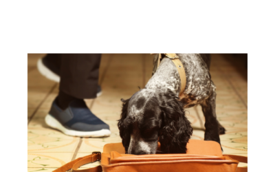 Strengthen the Bond with Your Dog with Scentwork Training