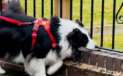 Dog Scentwork Training – Understand Your Dog’s Body Languages