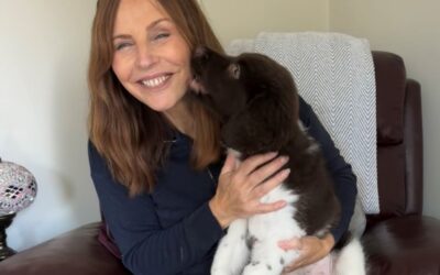 Scentwork A Fun Activity To Do With Your Puppy