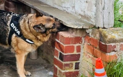Scentwork – A Stimulating Sniffari for Senior Dogs