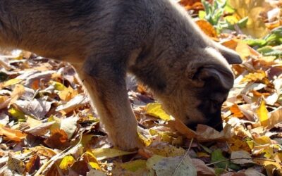 Has Your Dog Had Their Sniffer Nose Working More In The Colder Weather?