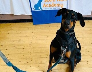The Positive Effect of Scentwork for Post Operative Dogs