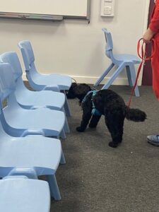 scentwork dog training courses