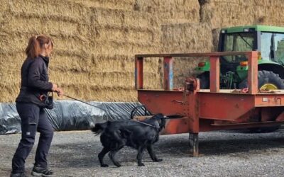 Scent Work & Low Humidity – How This Effects A Dog’s Search Behaviours