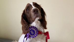Canine Scentwork Training Academy place picture