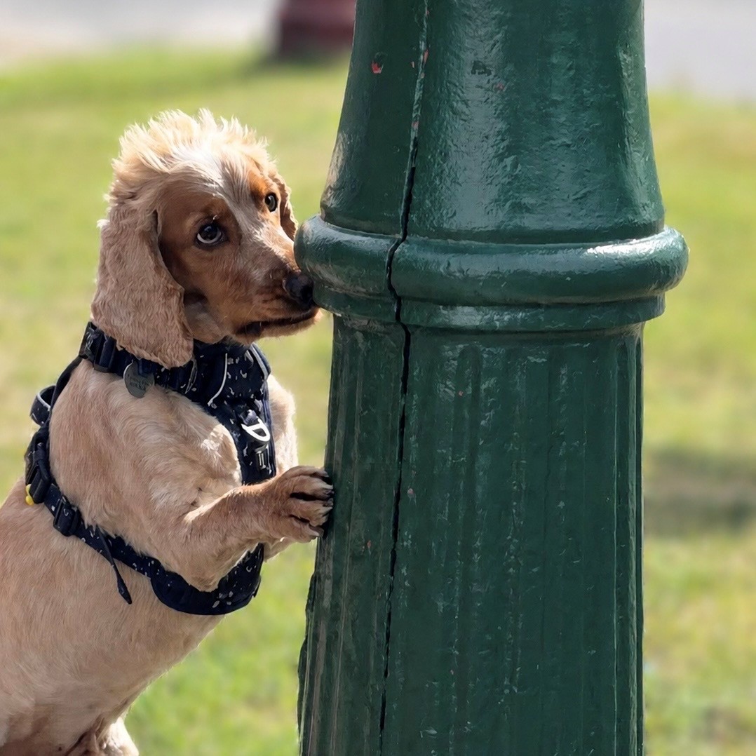 tom dog pic
